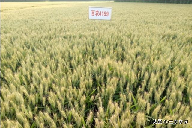 河南省小麦品种哪个最好