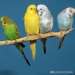 [带狗进店咬死鹦鹉]仓鼠和鹦鹉会打架吗？