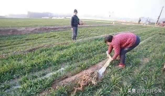 河南小麦有冻死的吗？