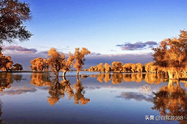 英雄树英雄树指的是什么树 英雄树英雄树指的是什么树