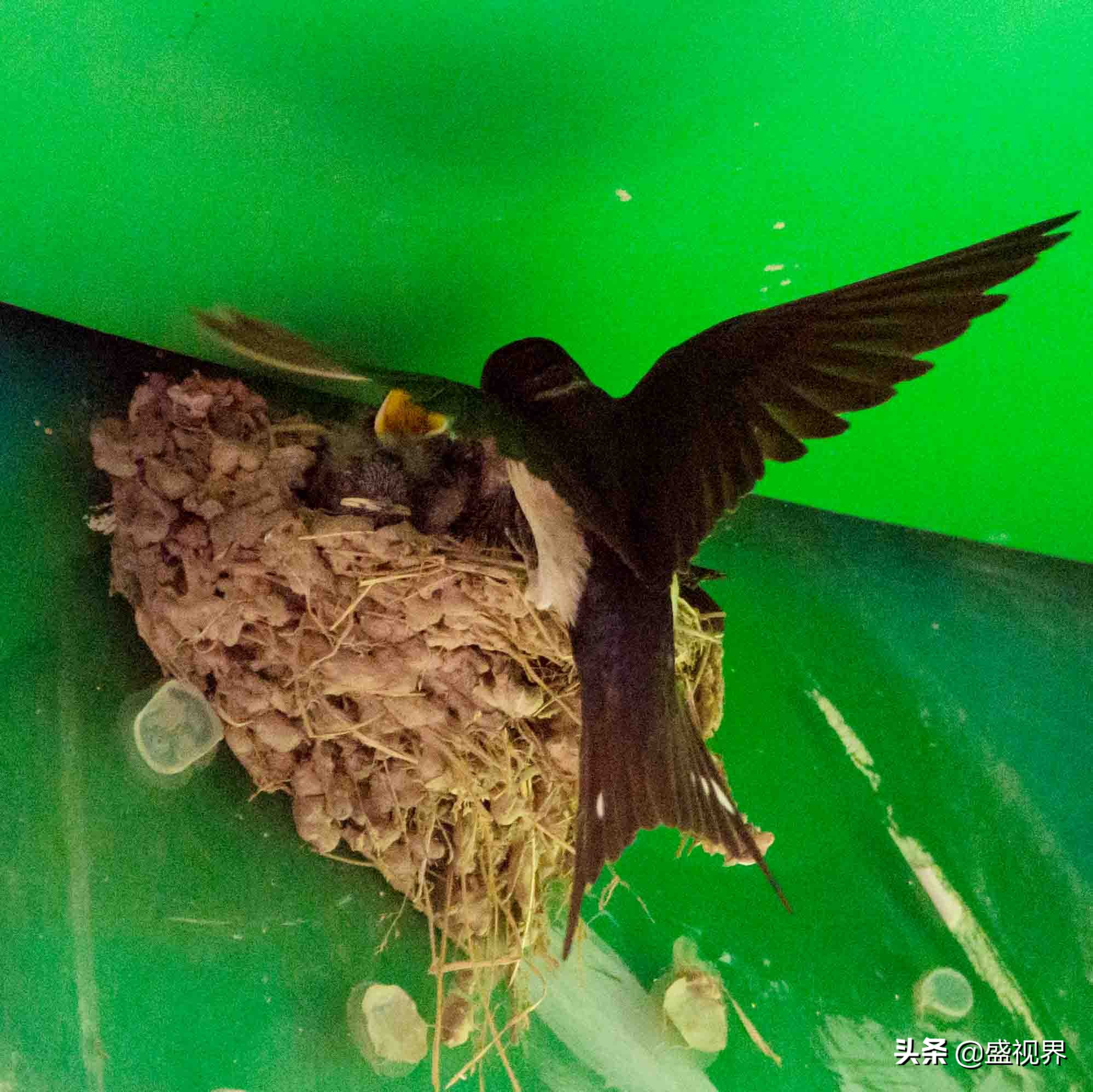 燕子的图片燕子的图片真实照片 燕子的图片燕子的图片真实照片