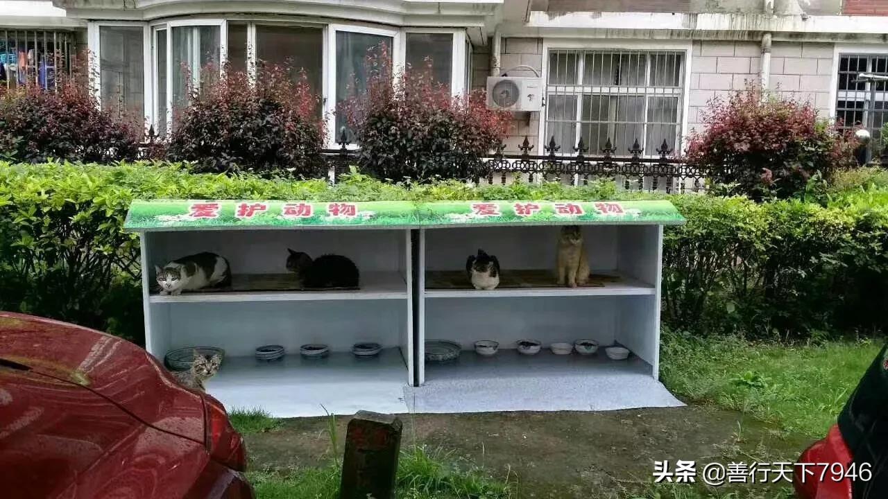 狗狗靠捡瓶存款过万（为什么很多人收养流浪猫流浪狗，是因为善心吗？还是有利可图呢？）