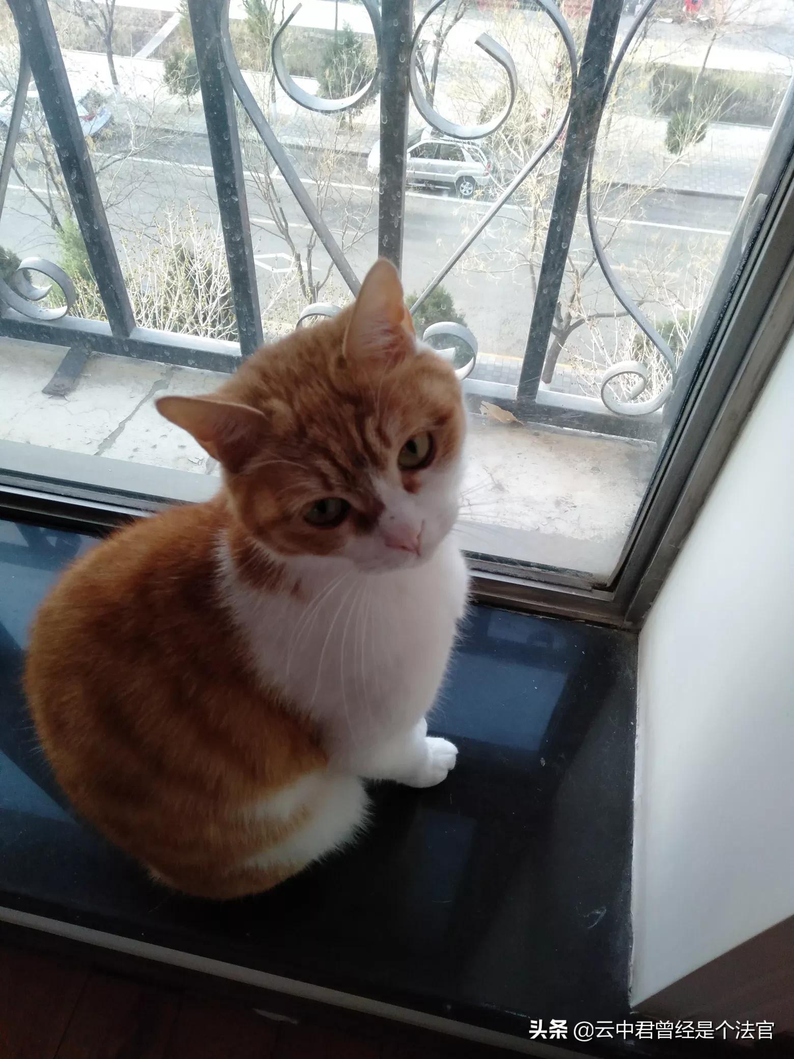 [查处一屠宰猫只窝点]为什么要屠宰猫？
