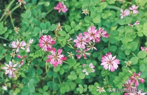 鲸鱼汽车报价,鲸鱼汽车销售平台