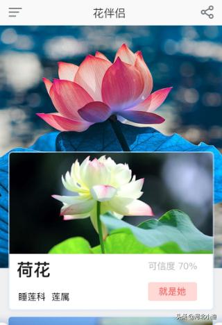 哪一款识花草App好