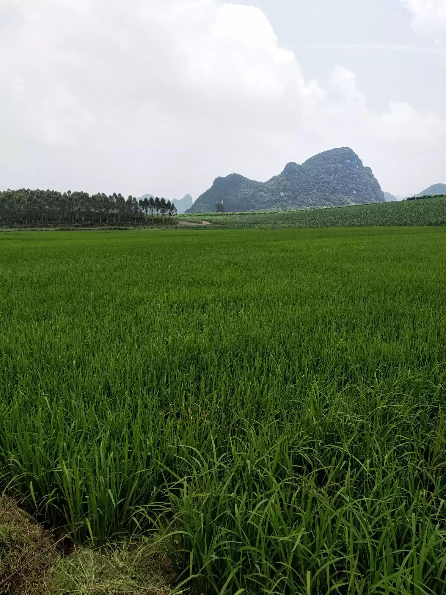 夏天的图片夏天的图片大自然风景 夏天的图片夏天的图片大自然风景