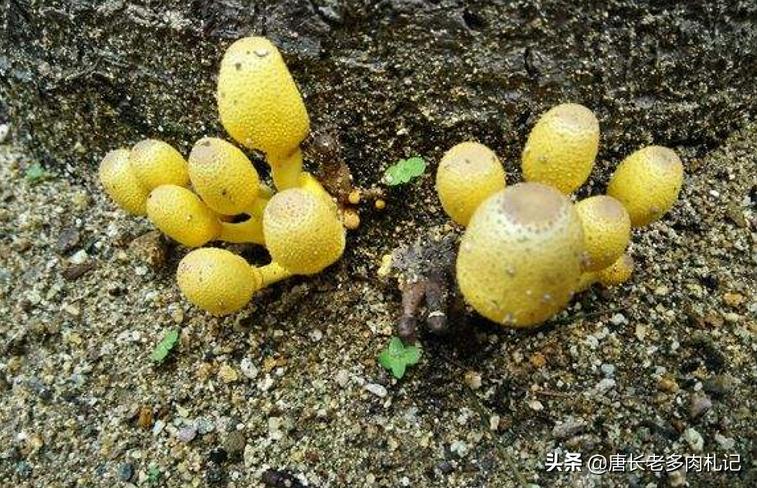 北极鲶鱼海外生活，北极鲶鱼海外生活在哪里