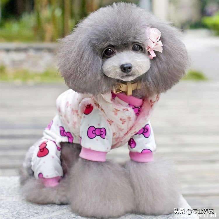 你可能日了假狗是什么意思?:日狗 你可能日了假狗是什么意思?:日狗