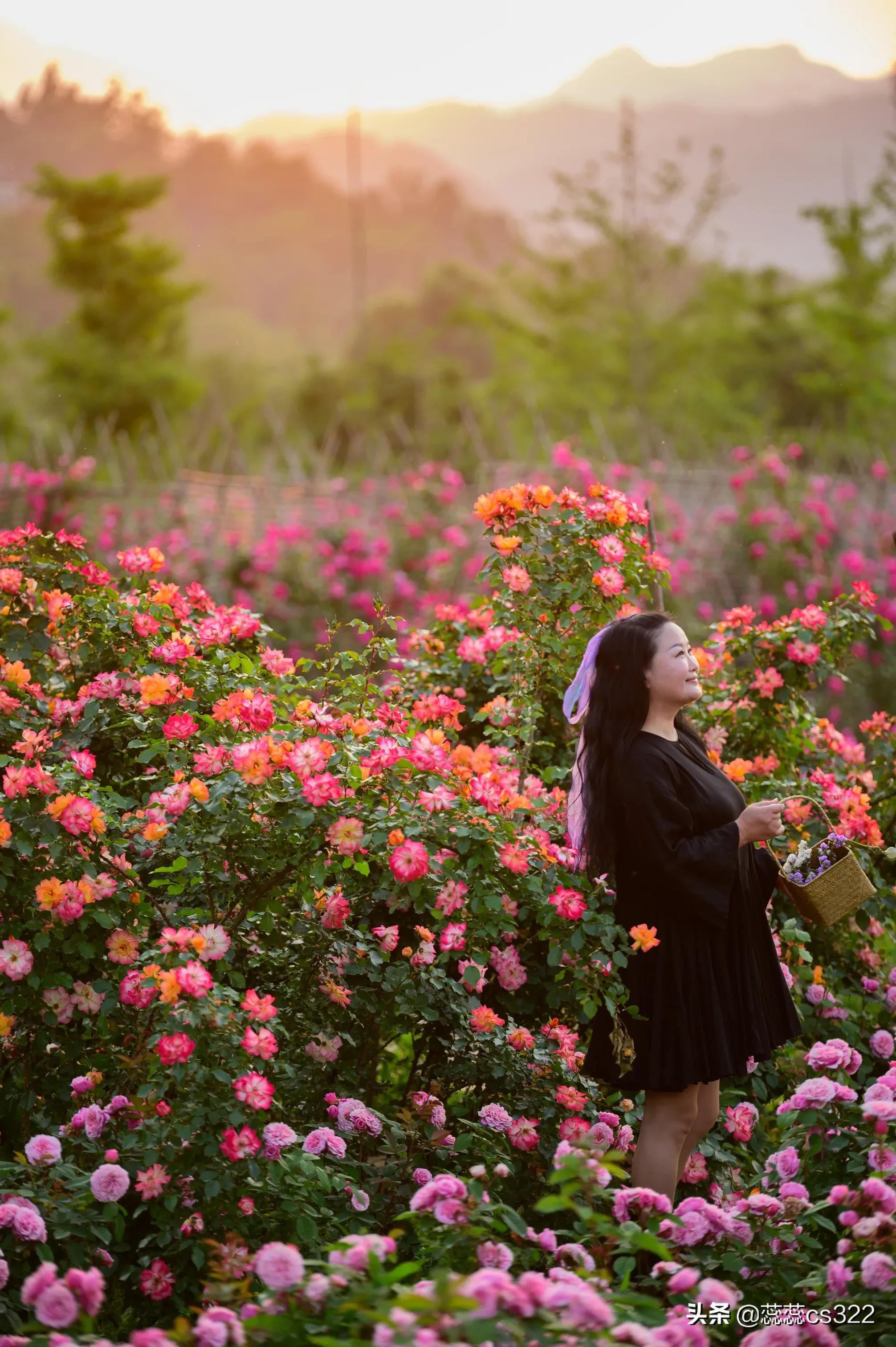 樱花的图片樱花的图片大全 最美