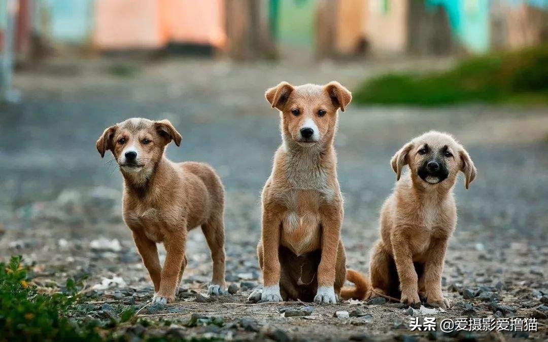 中华田园犬在海外生活情况，中华田园犬在海外生活情况如何