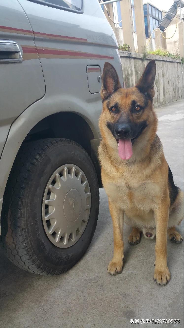 大型犬（适合懒人养的10种大型犬？）