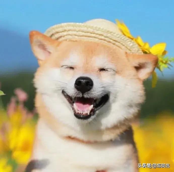 疫情下的海外生活，疫情下的海外生活现状