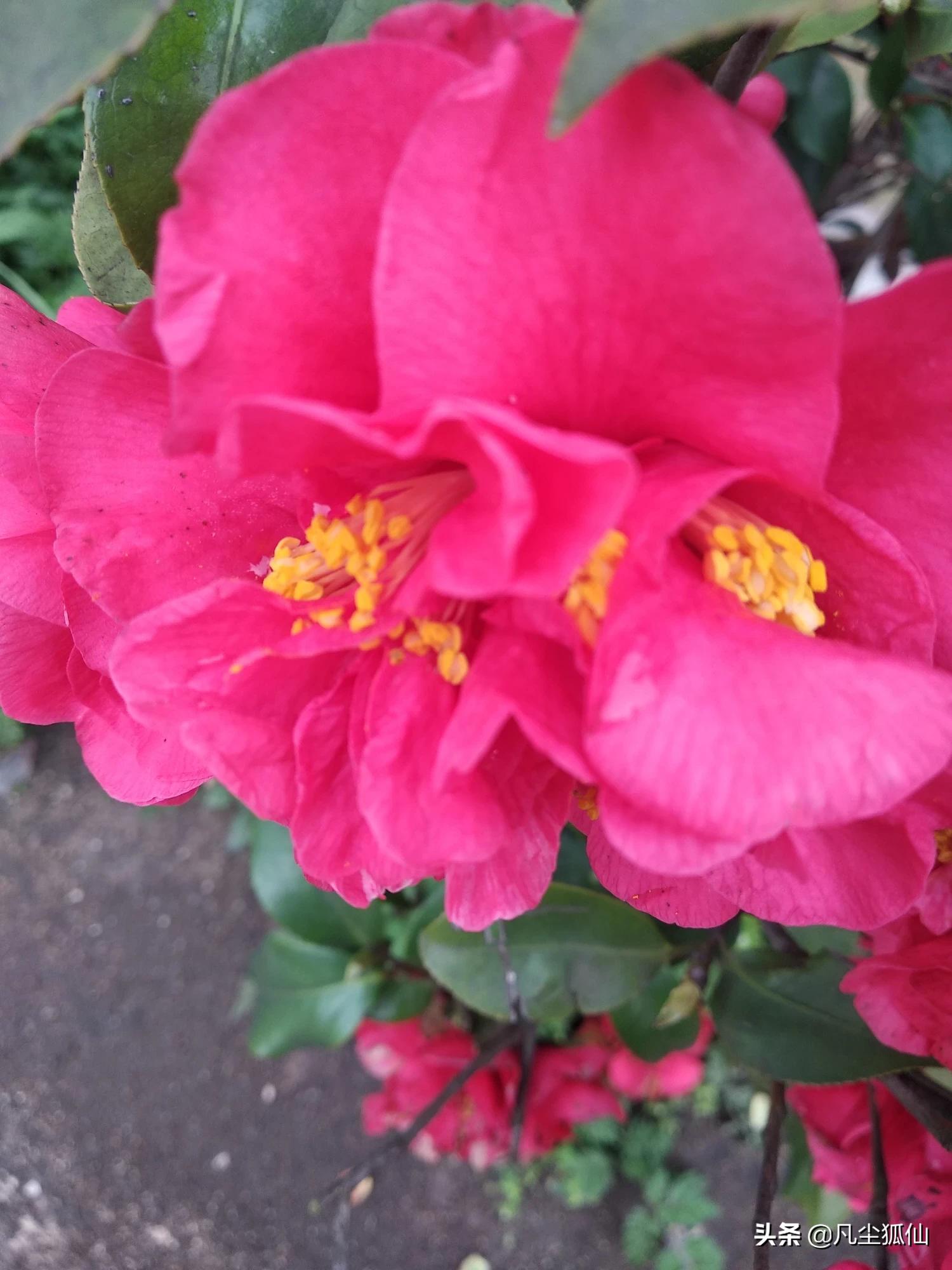 七夕情人七夕情人节