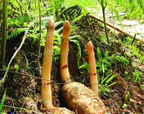 天麻有哪些功效？