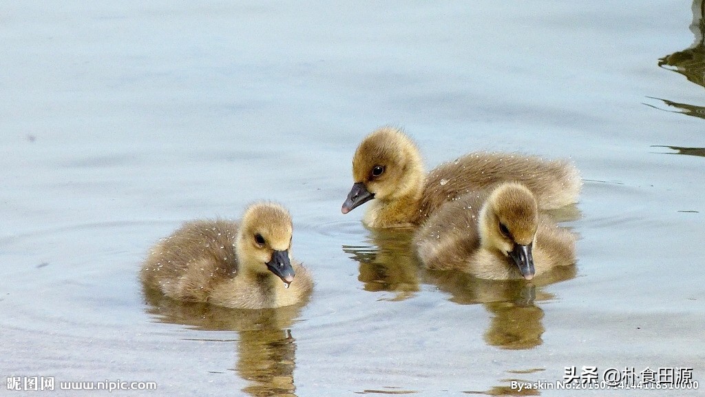 大家足大家是什么生肖 大家足大家是什么生肖