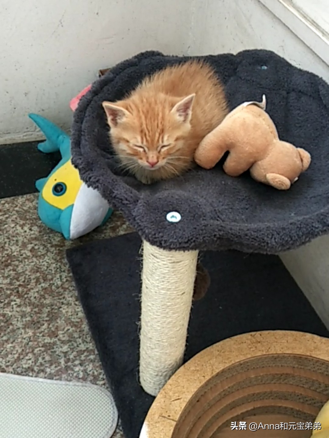 猫爬架测评美妆好物店铺
