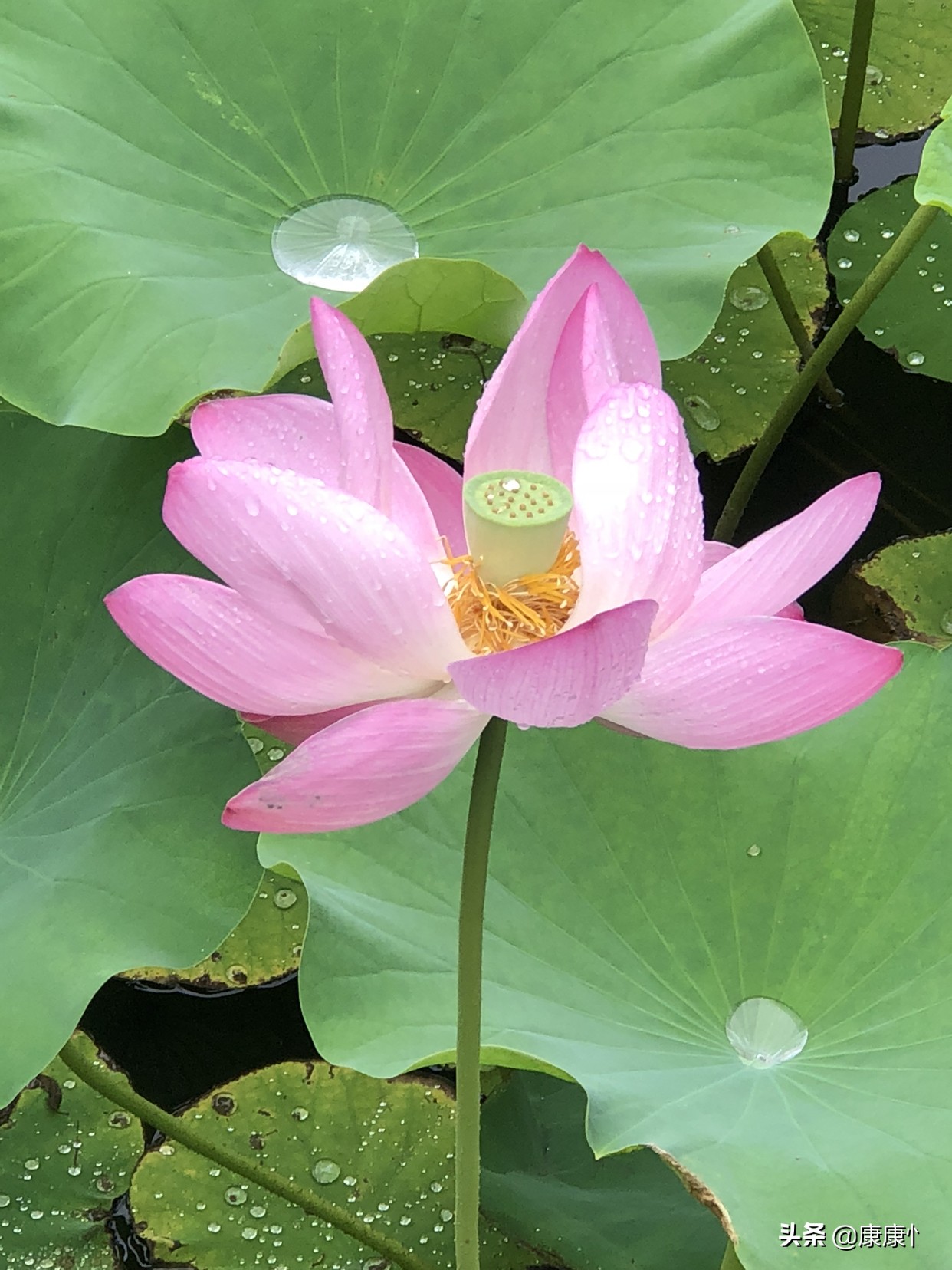 有些人有些事的文案?:有些人有些事 有些人有些事的文案?:有些人有些事