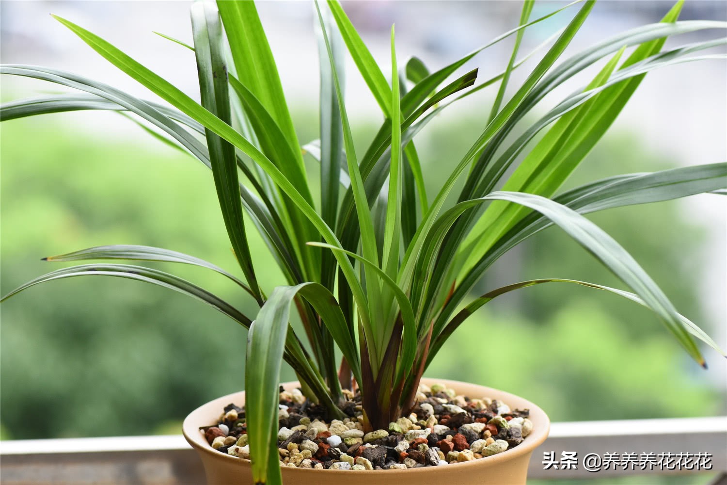 使用花生壳搭建网站