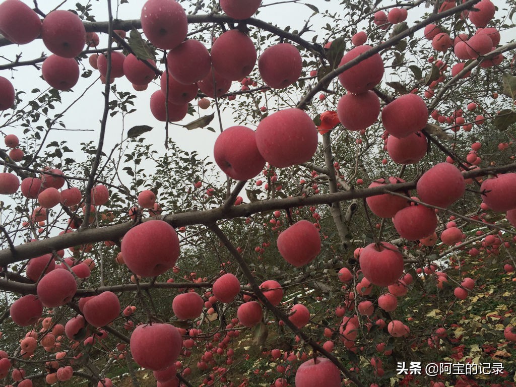 为什么大连市苹果之乡