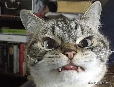 [以对加发起地面攻击]猫总是冲主人哈气攻击主人怎么办？