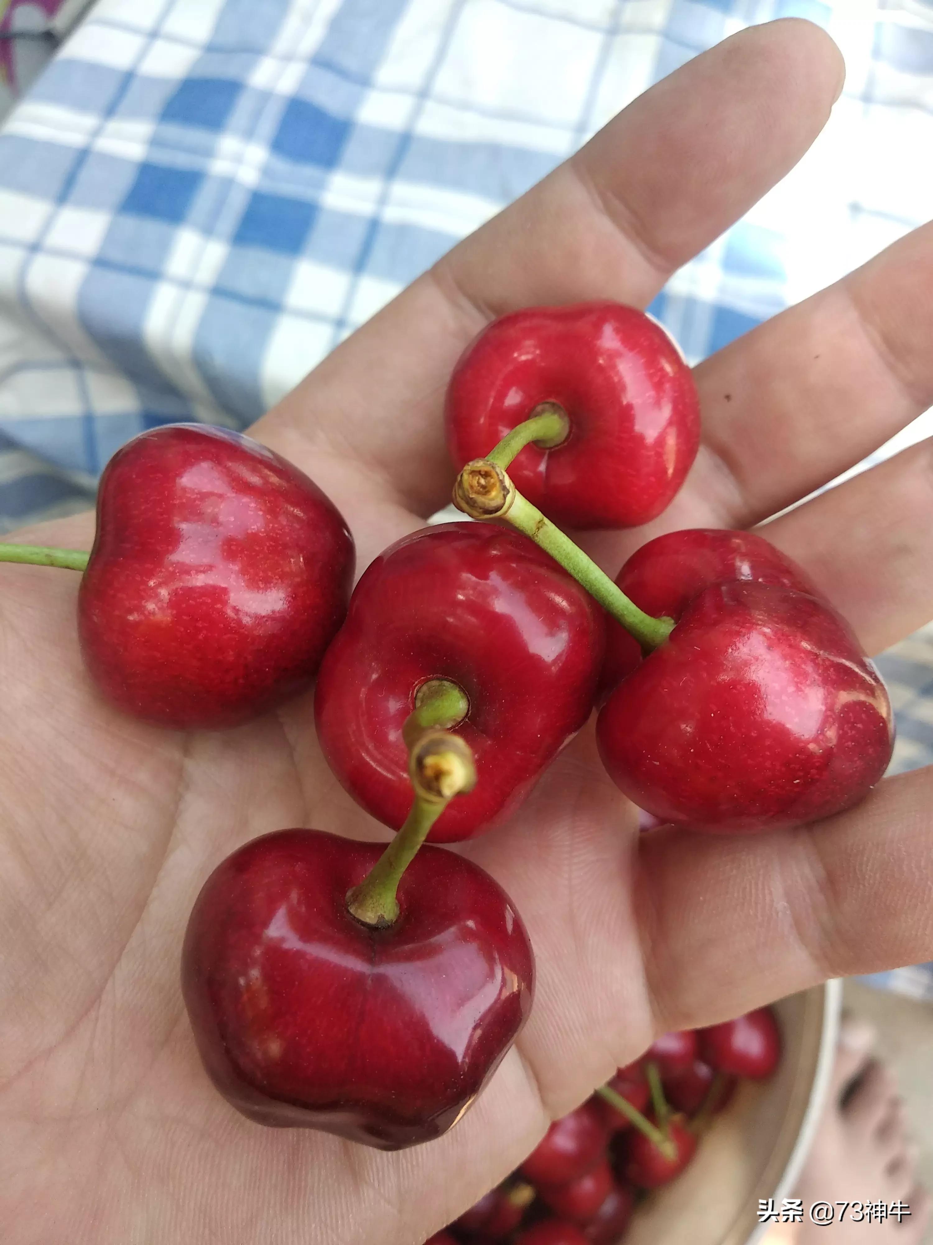 俄罗斯八号汽车品牌介绍,俄罗斯八号汽车品牌介绍图片