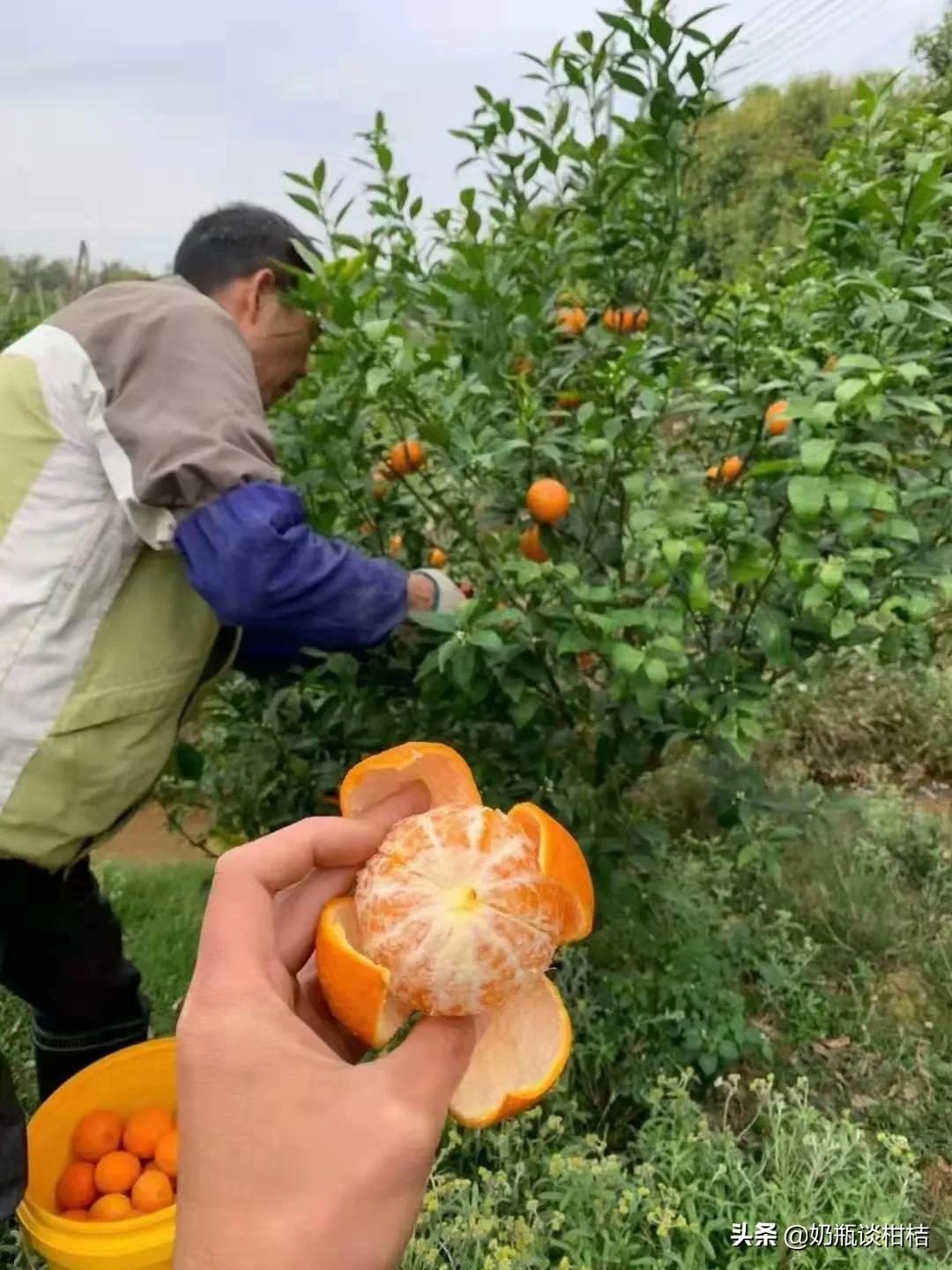 桂林沃柑哪里的最好？