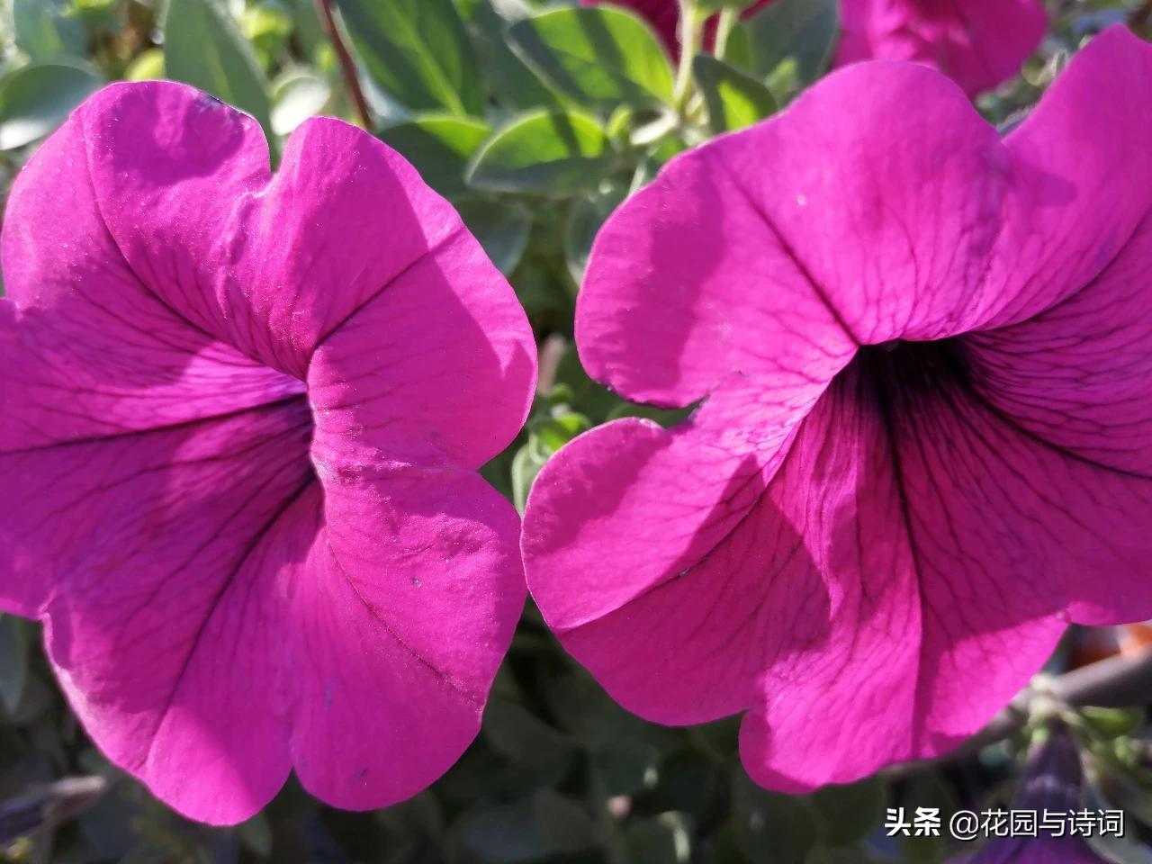天津垂钓牵牛花怎么样