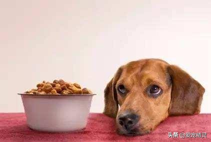 狗狗能吃人的饭菜吗？：点拼好饭被骂狗饭 
