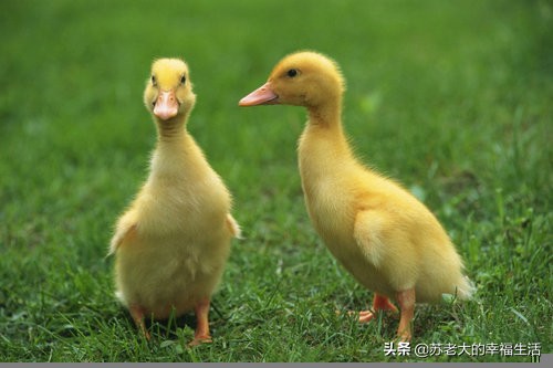 大家足大家是什么生肖 大家足大家是什么生肖