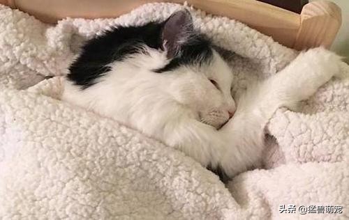[买猫被传染满脸猫藓]接触猫藓的猫会传染吗，猫咪得了猫癣怎么办？