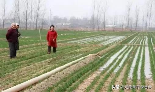 河南小麦有冻死的吗？