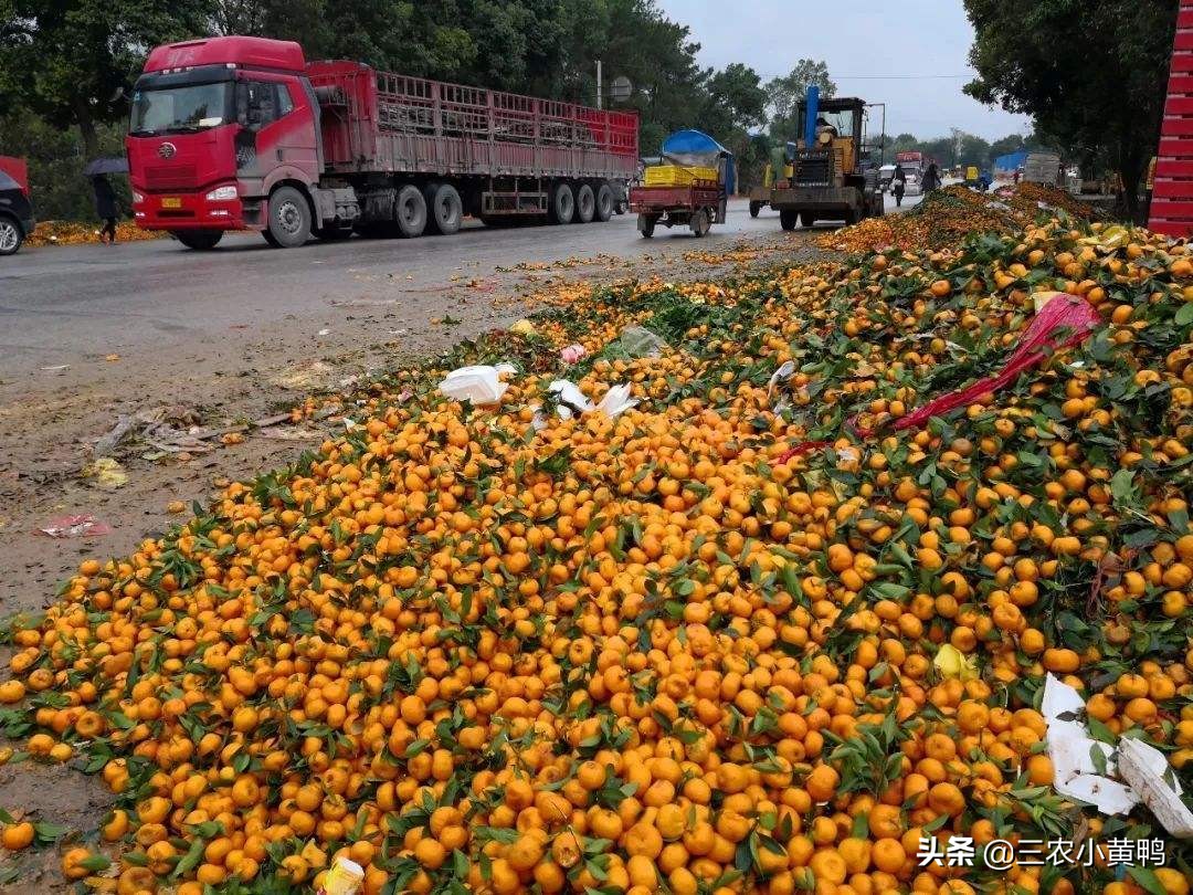 桂林市沙糖桔什么时间施壮果肥好