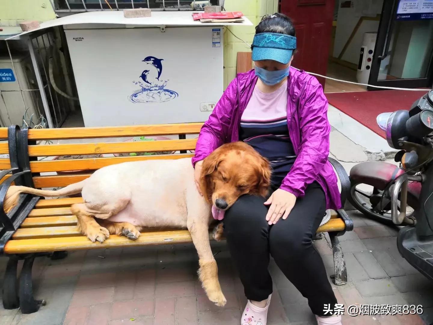 狗不能吃人吃的饭是不是卖狗粮的阴谋？：点拼好饭被骂狗饭