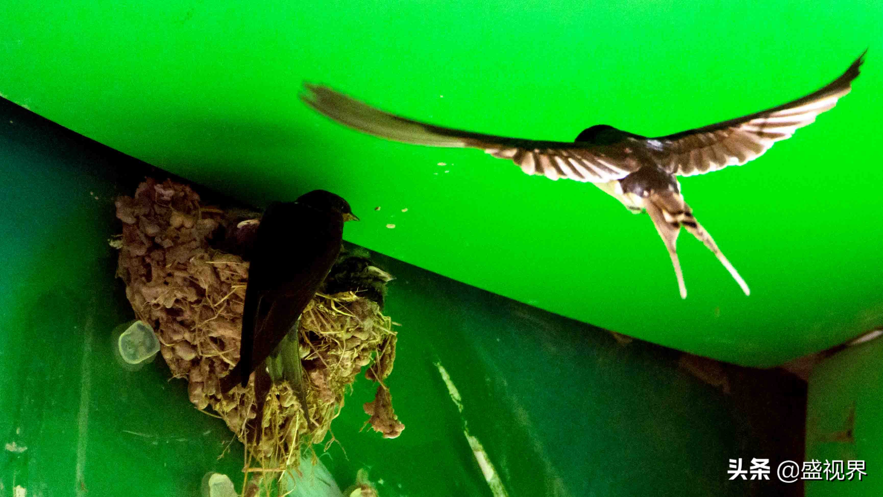 燕子的图片燕子的图片真实照片