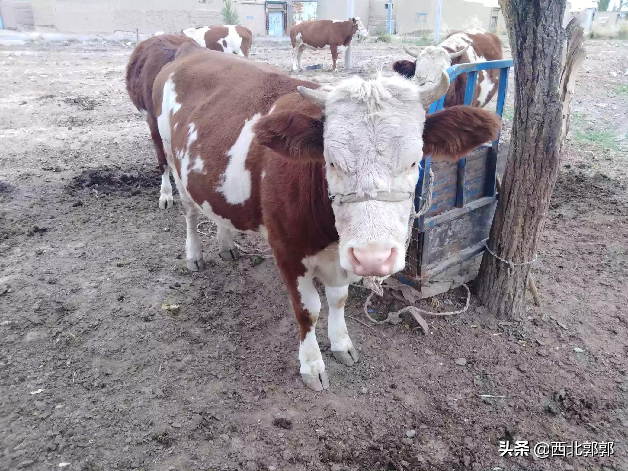 公牛汽车报价,公牛汽车价格