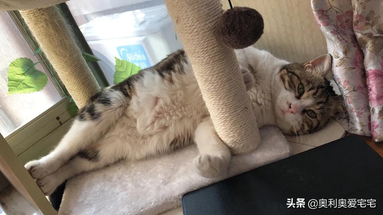 以对加发起地面攻击（猫总是冲主人哈气攻击主人怎么办？）