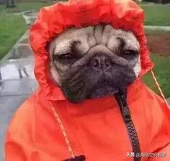 能不能分享一下你们喜欢的表情包？：大家好表情包