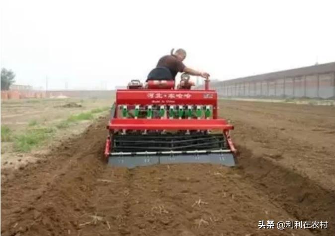 现在大连市种植什么菜