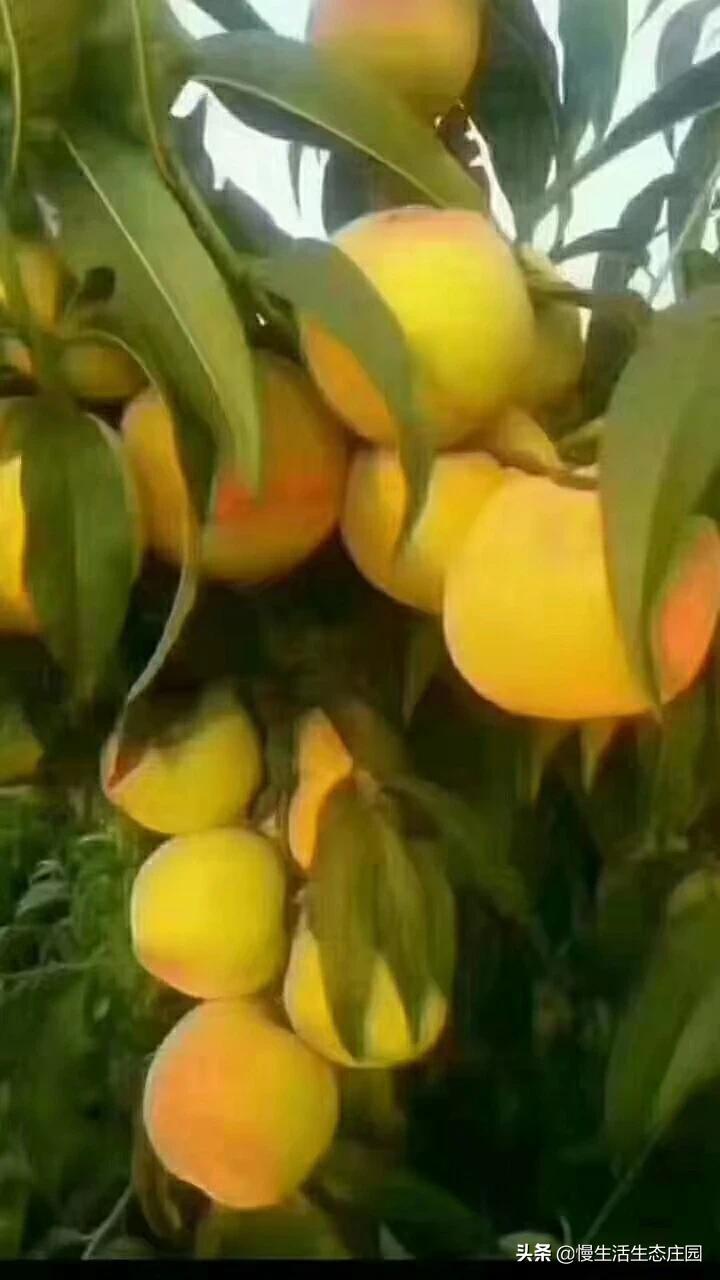 无锡市哪里有卖果树苗