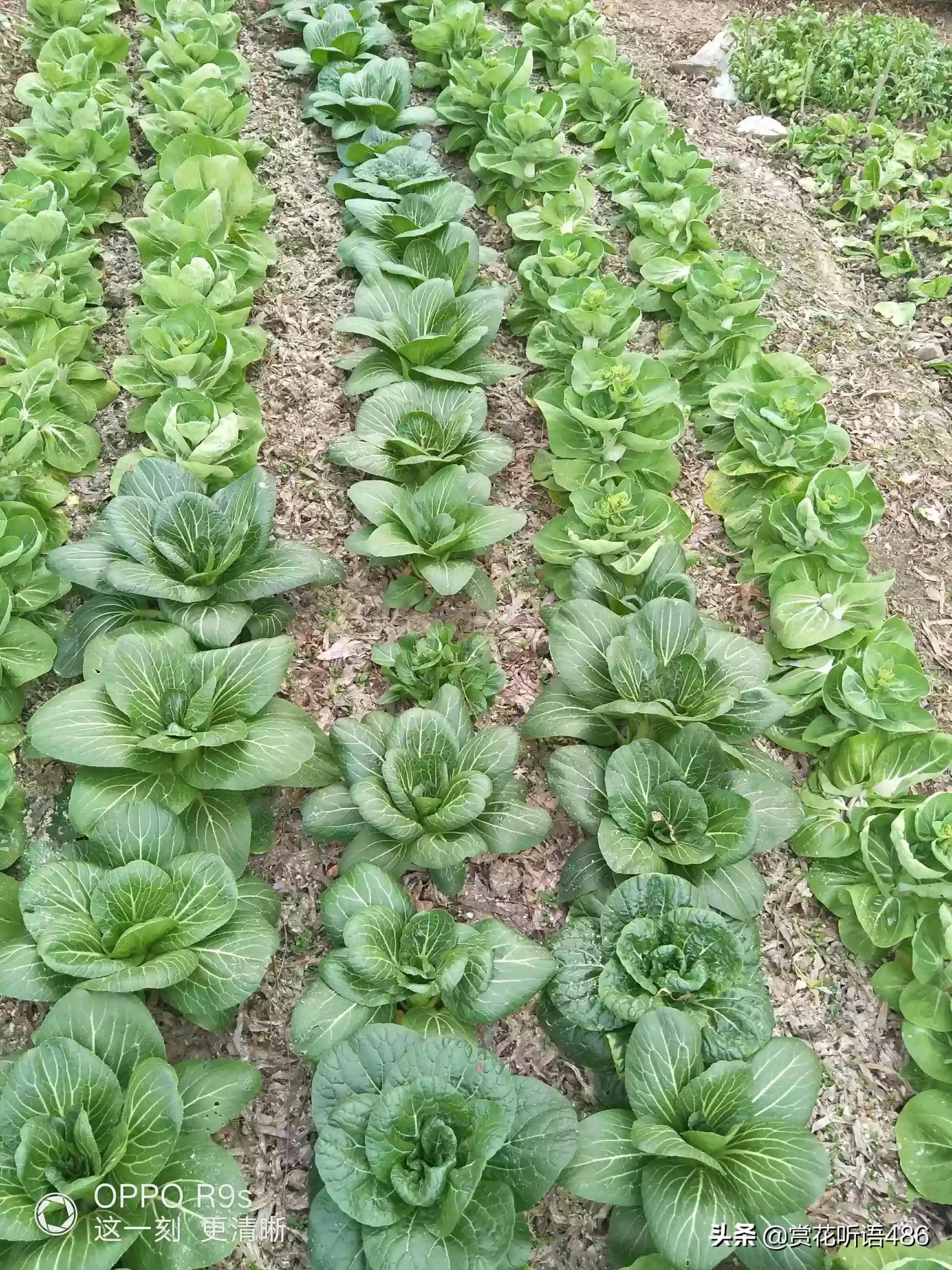 江苏蔬菜种植量，江苏蔬菜种植量排名