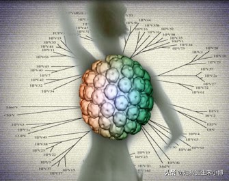 8成女性感染过HPV（女性持续性感染hpv病毒到底需不需要治疗？）