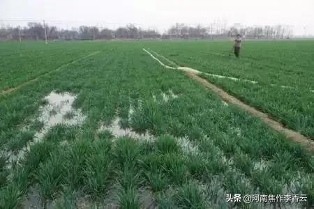 河南小麦有冻死的吗？