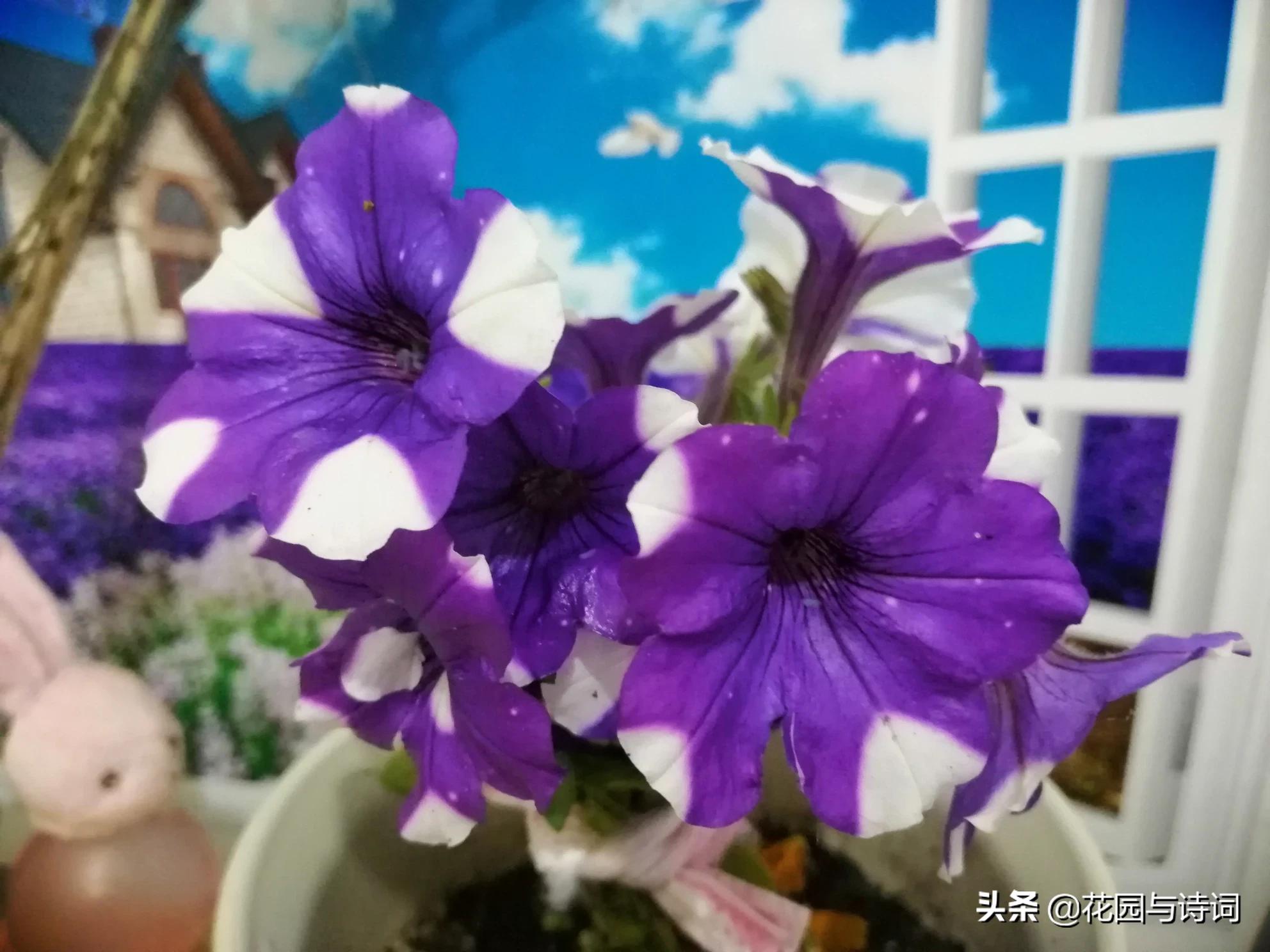 天津垂钓牵牛花怎么样