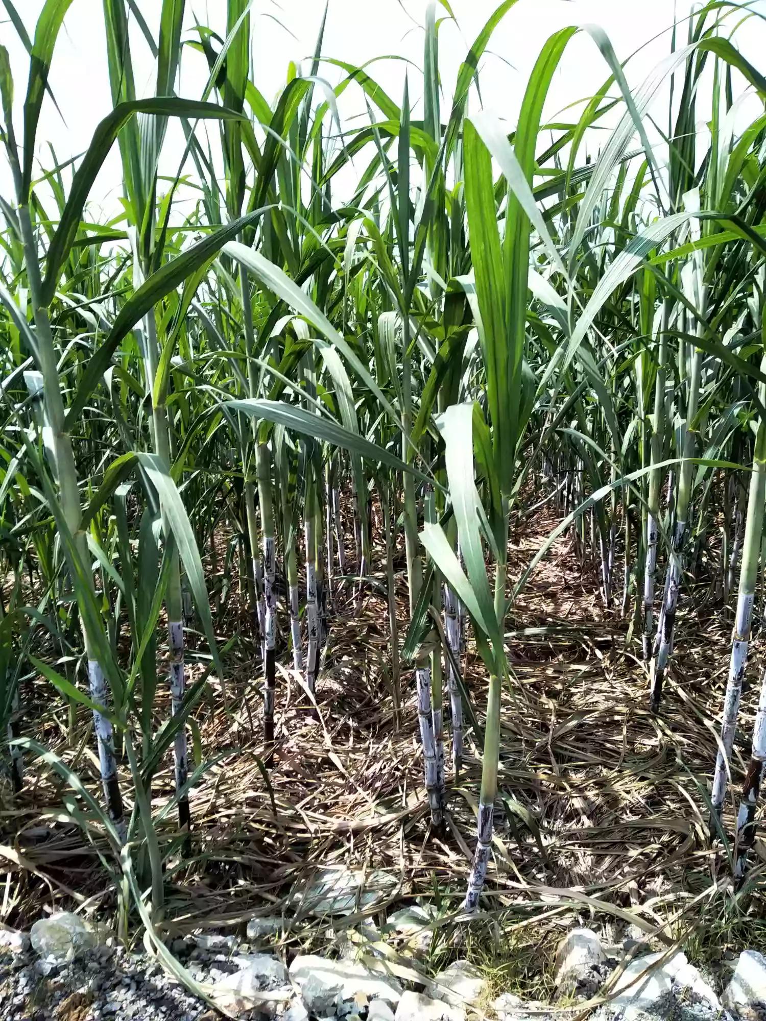 夏天的图片夏天的图片大自然风景