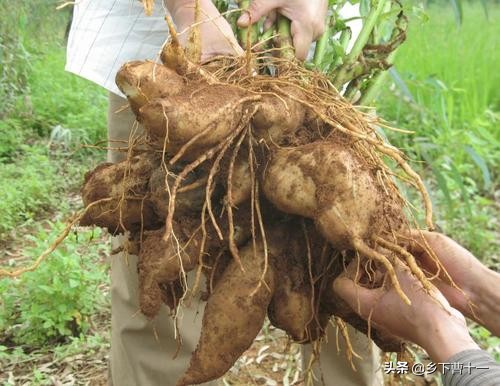 种植牙齿是协和口腔科还是武大口腔医院好？