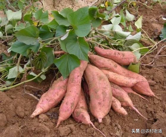 红薯保存方法（红薯的保存方法？）