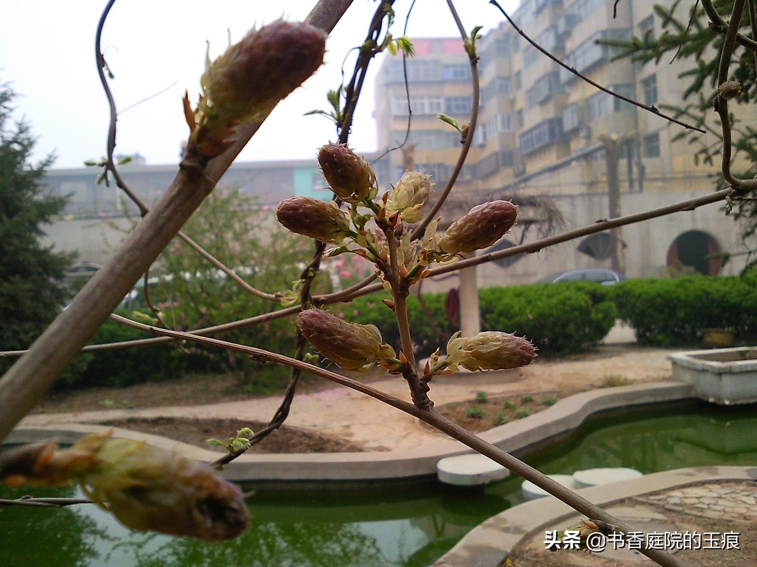 紫藤图片紫藤图片大全大图