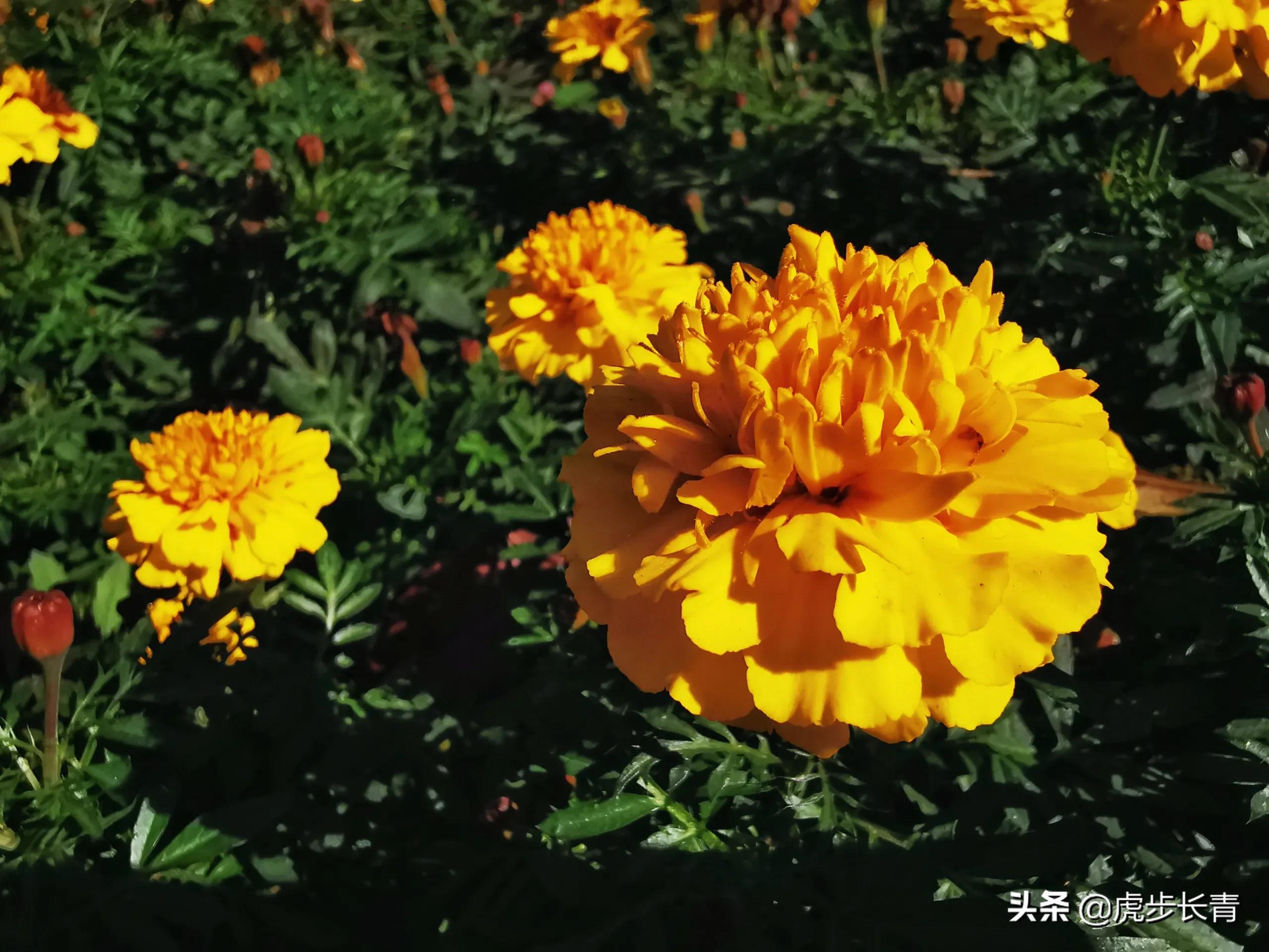 智能图像创作中心网站官网,请问大家写头条都在哪里找的图片呀?