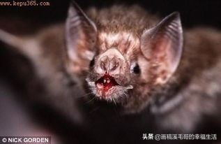 徒手抓蝙蝠被咬伤（白雪被蝙蝠精咬伤是第几集？）