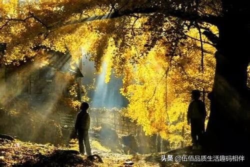 桂林哪里可以欣赏银杏？